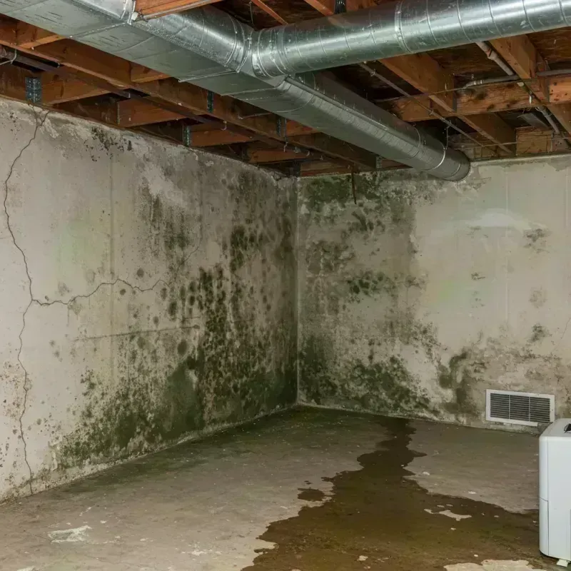 Professional Mold Removal in Todd Creek, CO